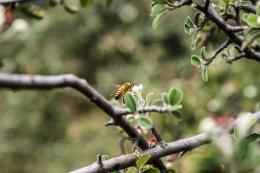 Bees are key actors  in the pollination process