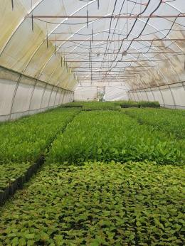 Seed plants grown in the spring of 2022 in the greenhouse of the branch "Hrazdan forestry " SNCO of "Armles"
