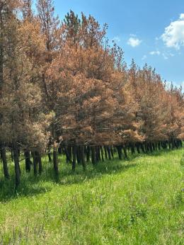 On the initiative of Minister Hakob Simidyan, the problem of drying pine trees was discussed