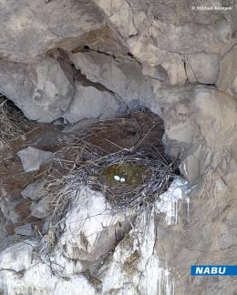 A black stork nest has been discovered for the first time