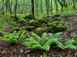 The Taxus baccata grove is one of the treasures of "Zangezur" biosphere complex