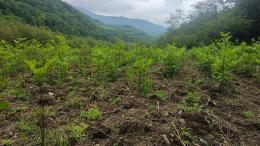 Շրջակա միջավայրի նախարարության «Հայանտառ» ՊՈԱԿ-ի մասնագետները գնահատում են նախորդ տարիներին հիմնադրված տնկարանում իրականացված խնամքի աշխատանքները
