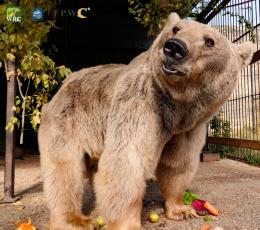 Գորշ արջը փրկվել է Հանքավանի հյուրանոցային համալիրներից մեկից