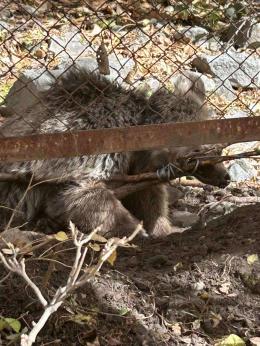 Թակարդում արգելափակված արջի քոթոթը փրկվել և տեղափոխվել է փրկարար կենտրոն