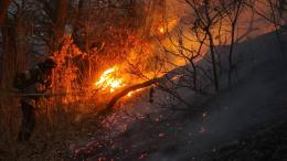 Տավուշի մարզում խոտածածկ և բուսածածկ տարածքներում բռնկված հրդեհների վերաբերյալ ամփոփ տեղեկատվություն