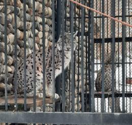 Ապօրինի պահվող լուսանը և կարմիրգրքյան թռչունները տեղափոխվել են Երևանի կենդանաբանական այգի