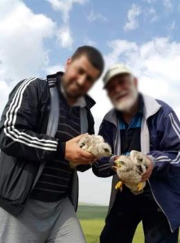 «Բնապահպանի տուն»  հասարակական կազմակերպությունն ահազանգում է տափաստանային ճուռակ թռչնատեսակի ձագերի նկատմամբ ապօրինի գործողությունների մասին