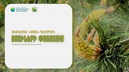 Շրջակա միջավայրի նախարարության «Արգելոցապարկային համալիր» ՊՈԱԿ-ի Ստեփանավանի «Սոճուտ» դենդրոպարկում  սոճիների փոշոտման շրջանն է