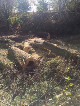 <<Դիլիջան>> ազգային պարկ>> ՊՈԱԿ-ի տարածքում հայտնաբերվել է 96 ապօրինի հատված ծառ